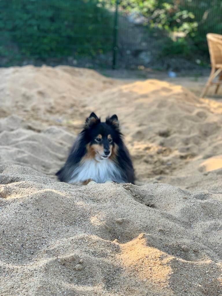 entspannen-mit-meinem-hund.jpg